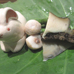 真ん中は小芋　枝豆見えますか？