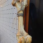 一条流がんこ総本家分家四谷荒木町 - 