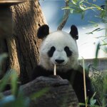 上野動物園 バードソング - 続いてシンシンのいるお庭に移動。シンシンさん満面の笑顔だな～ちびつぬ「お母さん・お父さんエリアはゆっくりめに見ることができるの」