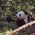上野動物園 バードソング - 隣のお庭ではお父さんのリーリーも食事中。遠くの方で食べていたけど、望遠レンズでばっちり撮れました。ぬぬ「さあ、2回目の観覧に並ぼう～」