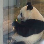 上野動物園 バードソング - わぁ～、シャンシャンはお部屋で食事中だったよ。今度はめちゃめちゃ見やすい場所で食べてくれてる～ぬぬ「かわいい～！！」