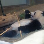 上野動物園 バードソング - 寝食い。ちびつぬ「まるでぬいぐるみねぇ」