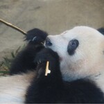 上野動物園 バードソング - ぬぬ「美味しそうに食べてるね」