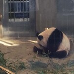 上野動物園 バードソング - 竹を食べた後はお部屋の奥に移動。置いてあった竹筒を見つけたよ。