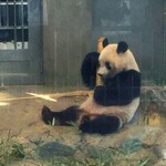 上野動物園 バードソング - 竹筒をふりふりするシャンシャン。ちょこっと座ってる姿がかわいいなあ。