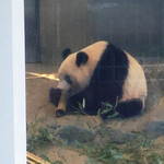 上野動物園 バードソング - 竹筒からおやつが出てきたよ。遊びながらおやつがゲットできるから楽しそうだね。ちびつぬ「おやつ食べてニコニコね～」