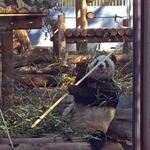 上野動物園 バードソング - 続いてシンシンのお庭に。シャンシャンを見てからシンシンを見ると、すごく大きく感じるな～ぬぬ「シャンシャンはまだ子どもサイズだね～」