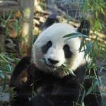 上野動物園 バードソング - 乙女チックなポーズで笹を食べるなぁ。葉っぱを口の端にためていって、いっぱいたまったら手に持ちかえてまとめて食べるんだよ。すごく器用！ぬぬ「今、口にいっぱいたまったところだね。」