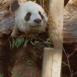 上野動物園 バードソング - リーリーさんはまだお食事中。きりっとしたお顔だねぇ。ぬぬ「イケパンだな～」