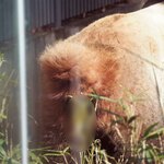 上野動物園 バードソング - あれっ、、、しっぽが上がったかと思ったらお尻から●が・・・。ちびつぬ「パンダの落とし物ね～」いちおうボカシ加工はしてるけど、パンダの●はぜんぜんくさくないし、いい匂いするんだよー