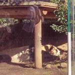 上野動物園 バードソング - 出すものを出してすっきりしたら、櫓の下でお昼寝タイムに。リーリーはこの場所で寝るのが好きなんだよね。みんなお昼寝しちゃったことだし、ここでボキらもお昼ごはんしよう！