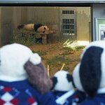 上野動物園 バードソング - 午後から1回目の観覧。シャンシャンのお部屋をのぞいてみると、、、ぬぬ「うーん、まだお昼寝中だな」