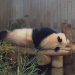 上野動物園 バードソング - ちびつぬ「さっきと向きが変わってるわね～」確かさっきは頭が左向きだったよね。