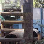 上野動物園 バードソング - お母さんのシンシンもまだお昼寝中。こちらもよく眠っています。