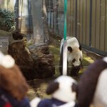 上野動物園 バードソング - あっ、お父さんのリーリーは起きてたよ。お庭をうろうろ中。ぬぬ「こっちに来たよ！」