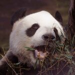 上野動物園 バードソング - こんどは笹をほおばるリーリー。リーリーがあまりに美味しそうに食べるので、ボキらももう少しおやつが食べたくなったな～シャンシャンもまだ寝てることだし、食べたいものもあるので今度は西園の休憩所に。