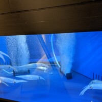 対馬のどぐろとイカ活き造り 博多 魚蔵 都ホテル店 - 