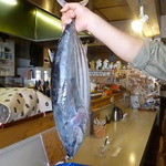 シロクマ食堂 - 戻り鰹（気仙沼産）