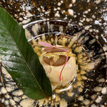 トゥ・ラ・ジョア イズム - 