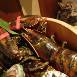舞桜 - ロブスター