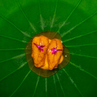 レストラン オオツ - 2021.8 剥き立て函館産ムラサキウニ カリフラワーのババロア 甲殻類のコンソメジュレ