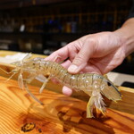 鮨匠 のむら - 蝦蛄が登場！