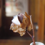 マガザンプラス - 綿花のお出迎え