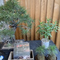 庵樹 - お店の入口の盆栽