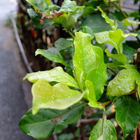 グリル満天星 麻布十番 新宿店 - 雨の日の新宿は