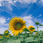 チャイニーズ 晴菜 - 