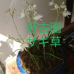 ベーカリー燈 - 花が鳥のサギの形をしてる山野草