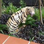 Hungry Tiger - 
