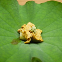 鎌倉 北じま - 『赤ウニと茄子の揚げ浸し』 