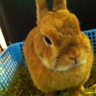 うさぎカフェ おひさま_2