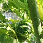 ◆“Uokai Fleet’s Home Farm” Organically grown, pesticide-free vegetables