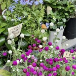 鮒兼 - 帰りがけに花屋の店先の花にきれいな蝶がとまっているのを発見　この幸福感＆満足感をお裾分けしたい気分ｗ