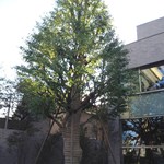 モリキネカフェ - 森鷗外記念館の庭の銀杏