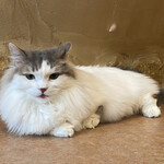 暑い夏でもモフモフまみれ By ピンクサファイア Cat Cafe てまりのおうち 吉祥寺 カフェ 喫茶 その他 食べログ