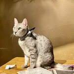 暑い夏でもモフモフまみれ By ピンクサファイア Cat Cafe てまりのおうち 吉祥寺 カフェ 喫茶 その他 食べログ