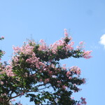 ラーメン二郎 - 近くで咲くサルスベリ