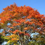 軽井沢72ゴルフ北コース - 紅葉がきれいでした