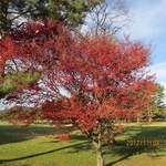 軽井沢72ゴルフ北コース - 