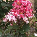 ラーメン そら - 中華屋の裏に咲いてた