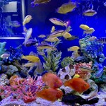 シーフードレストランメヒコ大洗店 - aquarium1