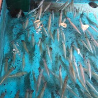 河太郎 中洲本店 - 