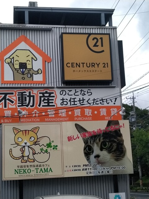 保護猫カフェ ネコタマ 保護猫カフェ Neko Tama 末野原 その他 食べログ 保護猫カフェ ネコタマ 保護猫カフェ Neko Tama 末野原 その他 食べログ