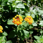 浅野屋 - 夏のともしびを噛みしめながら