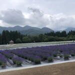 道の駅なかせん - ラベンダー