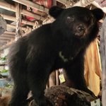 仙人小屋 - とられちゃった熊