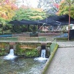 池田養魚場渓流館 - 紅葉が色づきかけてました